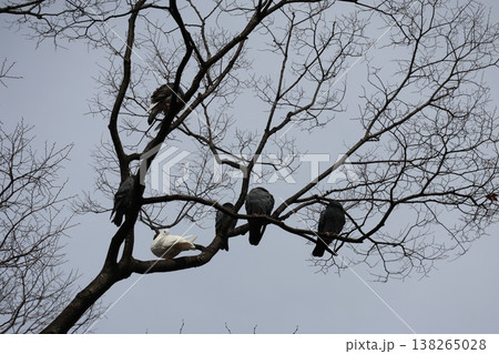 冬空と冬枯れの木の枝にとまる鳩の群れの風景 冬空と冬枯れの木の枝にとまる鳩の群れの風景 138265028