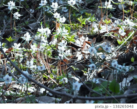 咲き誇る春を告げる花セツブンソウ 138265048