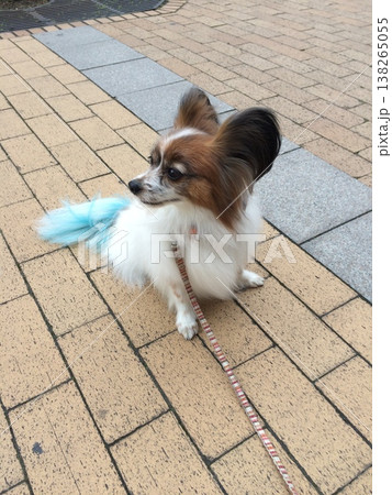 レンガの道でお座りして横向く優雅パピヨン 138265055