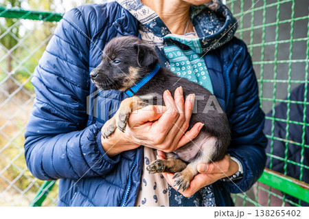 Puppy little dog in hands Puppy little dog in hands 138265402