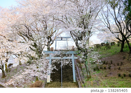 春の幸福神社 桜満開! 春の幸福神社 桜満開! 138265405
