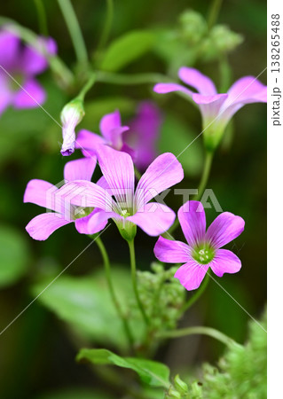 ムラサキカタバミ(紫片喰／Violet wood-sorrel) 138265488