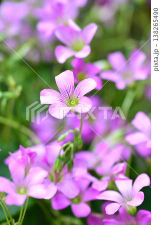 ムラサキカタバミ(紫片喰/Violet wood-sorrel) ムラサキカタバミ(紫片喰/Violet wood-sorrel) 138265490