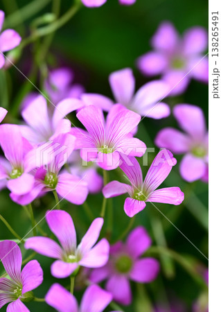 ムラサキカタバミ(紫片喰／Violet wood-sorrel) 138265491