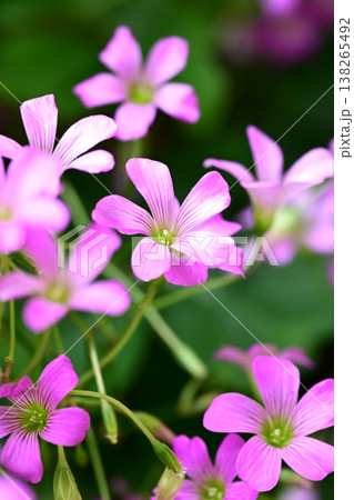 ムラサキカタバミ(紫片喰／Violet wood-sorrel) 138265492