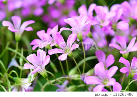 ムラサキカタバミ(紫片喰/Violet wood-sorrel) ムラサキカタバミ(紫片喰/Violet wood-sorrel) 138265496