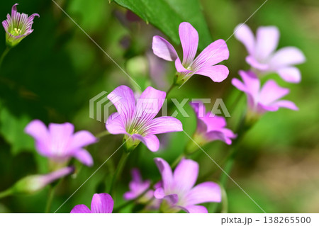 ムラサキカタバミ(紫片喰／Violet wood-sorrel) 138265500