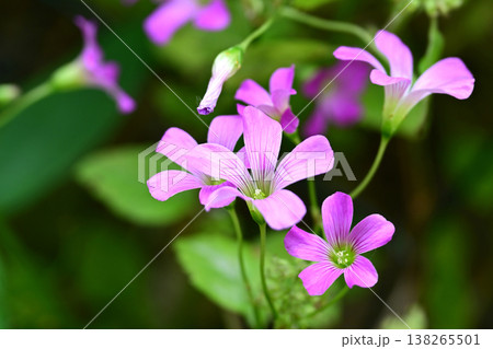 ムラサキカタバミ(紫片喰／Violet wood-sorrel) 138265501