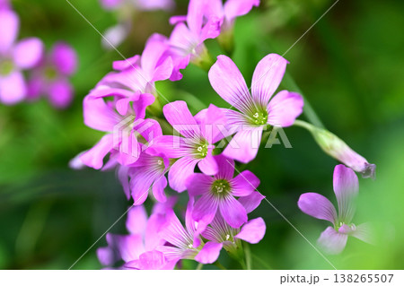 ムラサキカタバミ(紫片喰／Violet wood-sorrel) 138265507