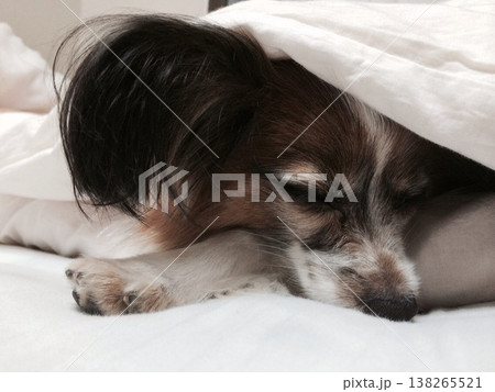 寝てても優雅なパピヨン 138265521