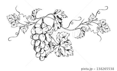 Organic grapevine composition of grape clusters, leaves and curling tendrils. Isolated botanical ink vector illustration. Hand drawn for vineyard promotion, wine labels, posters, packaging design. 138265538