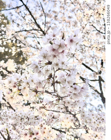 満開の桜 138266049