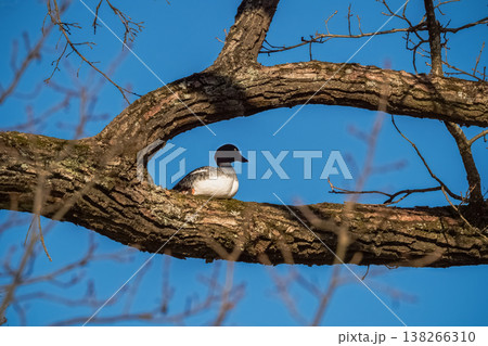 The duck hid high on a tree branch The duck hid high on a tree branch 138266310