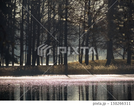 Silent forest stands by shimmering water Silent forest stands by shimmering water 138266311