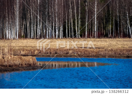 Birch trees stand tall against a quiet, blue lake Birch trees stand tall against a quiet, blue lake 138266312