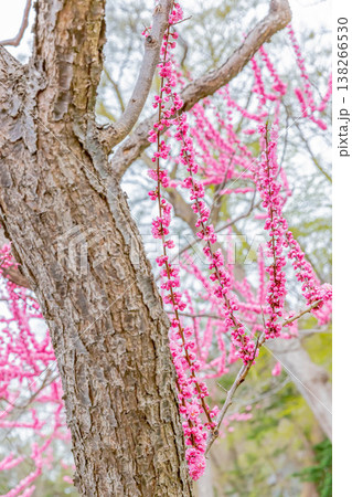 梅の花 138266530