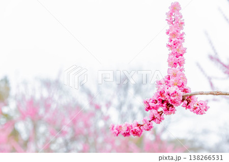 梅の花 梅の花 138266531