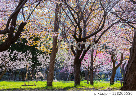 梅の花 138266556