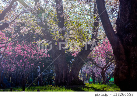 梅の花 梅の花 138266558