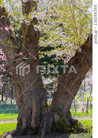 梅の花 梅の花 138266560