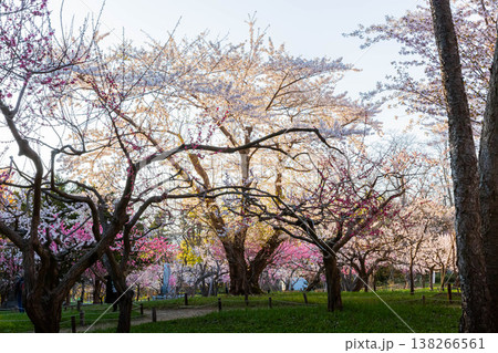 梅の花 梅の花 138266561