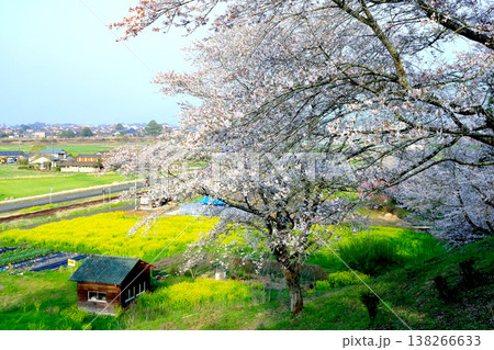熊本県あさぎり町 岡留公園の桜と菜の花の競演 138266633