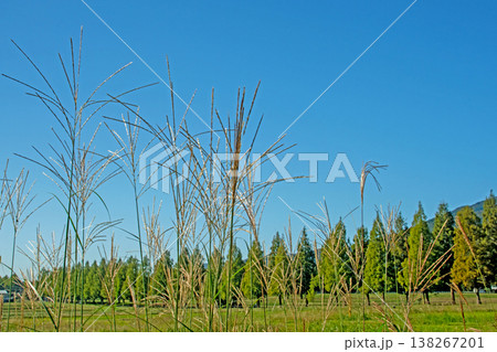 青空に映えるススキとメタセコイア並木 138267201