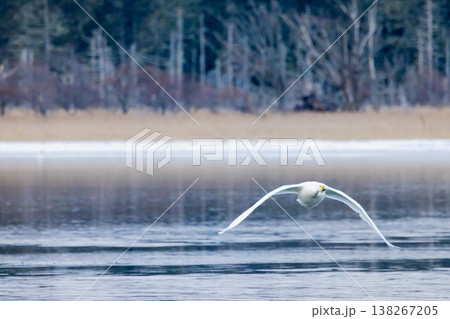 ハクチョウ 138267205