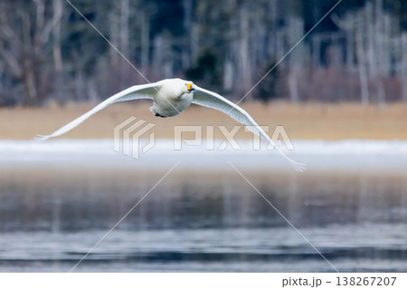 ハクチョウ 138267207