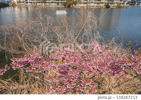 堅田内湖 湖畔の桜 滋賀県大津市堅田 堅田内湖 湖畔の桜 滋賀県大津市堅田 138267213
