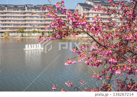 堅田内湖 湖畔の桜 滋賀県大津市堅田 堅田内湖 湖畔の桜 滋賀県大津市堅田 138267214