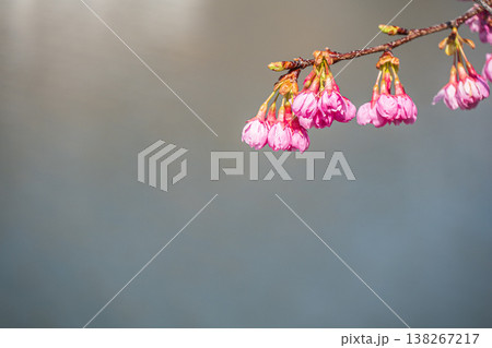 堅田内湖　湖畔の桜　　滋賀県大津市堅田 138267217