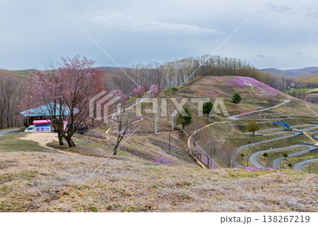 ひがしもこと芝桜公園 138267219
