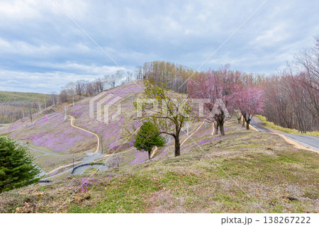 ひがしもこと芝桜公園 ひがしもこと芝桜公園 138267222