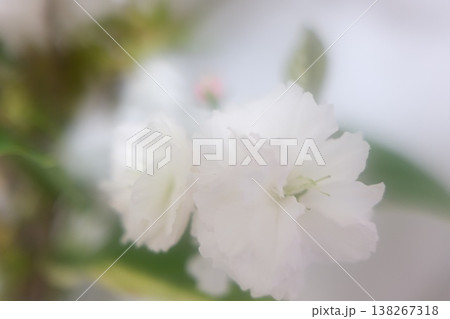 満開の桜の花 満開の桜の花 138267318