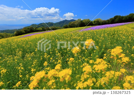 【兵庫県】晴天のあわじ花さじき 【兵庫県】晴天のあわじ花さじき 138267325