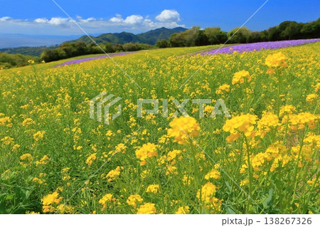 【兵庫県】晴天のあわじ花さじき 【兵庫県】晴天のあわじ花さじき 138267326