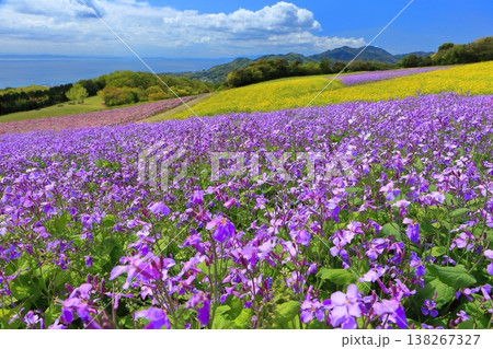 【兵庫県】晴天のあわじ花さじき 【兵庫県】晴天のあわじ花さじき 138267327