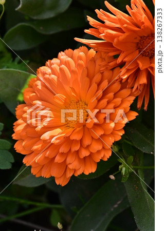 キンセンカ (カレンデュラ：Calendula officinalis) 138267333