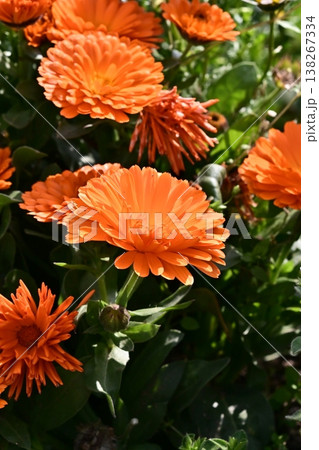 キンセンカ (カレンデュラ:Calendula officinalis) キンセンカ (カレンデュラ:Calendula officinalis) 138267334