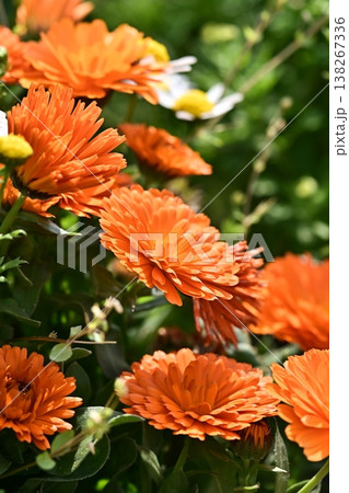 キンセンカ (カレンデュラ:Calendula officinalis) キンセンカ (カレンデュラ:Calendula officinalis) 138267336