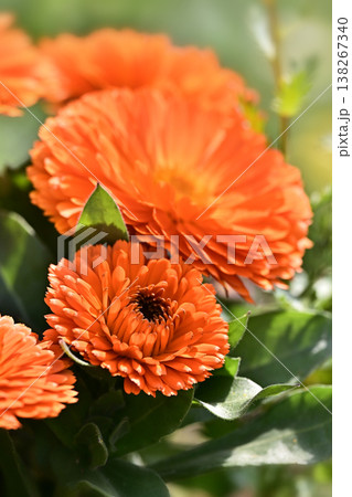 キンセンカ (カレンデュラ：Calendula officinalis) 138267340