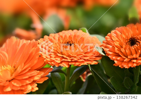 キンセンカ (カレンデュラ：Calendula officinalis) 138267342