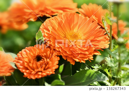 キンセンカ (カレンデュラ：Calendula officinalis) 138267343
