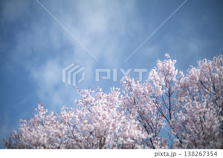 青空と桜の花 青空と桜の花 138267354