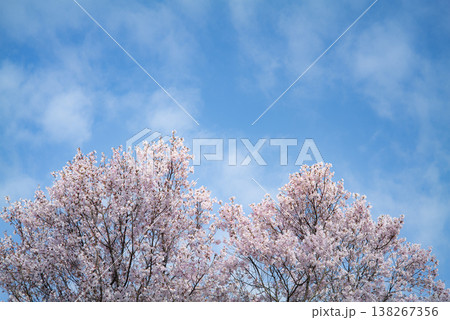 青空と桜の花 138267356