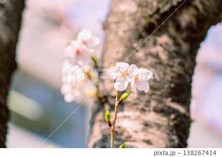 幹に咲く桜 幹に咲く桜 138267414