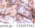 春の日差しを浴びる桜 138267442