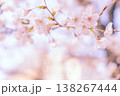 美しく咲いた桜 138267444