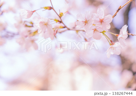 美しく咲いた桜 美しく咲いた桜 138267444